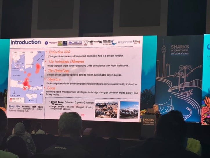 konferensi hiu